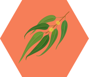 Terpene -Eucalypol