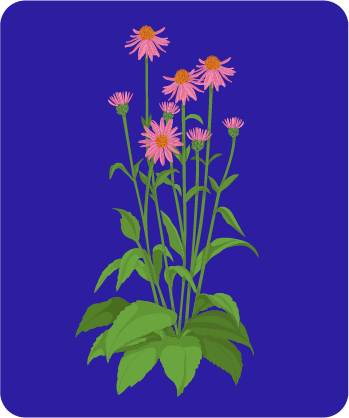 Botanical - Echinacea