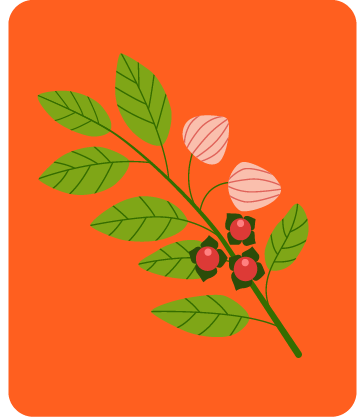 Botanical - Ashwagandha
