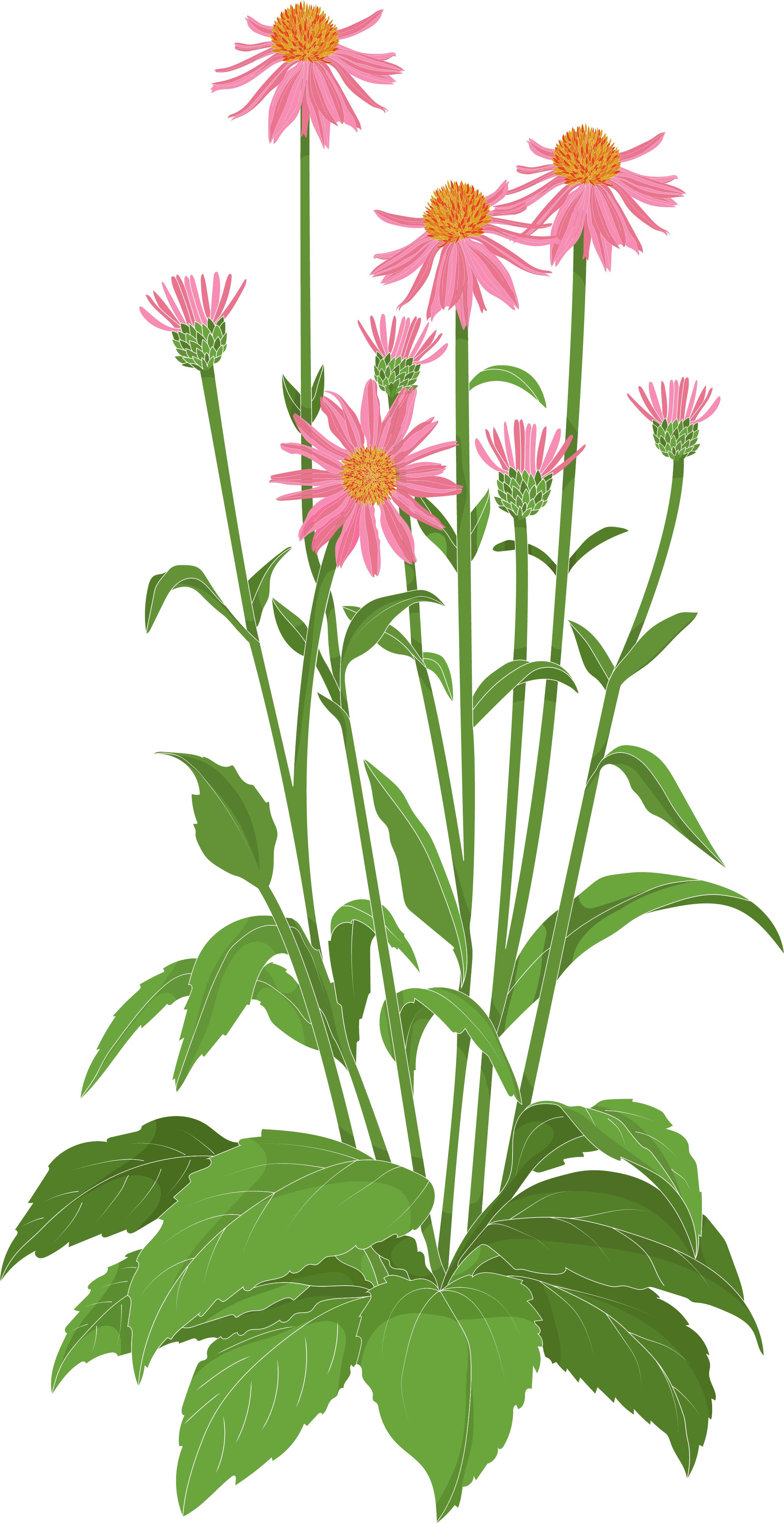 Botanical -Echinacea