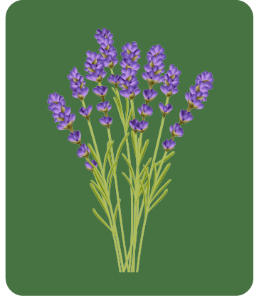 Botanical - Lavender